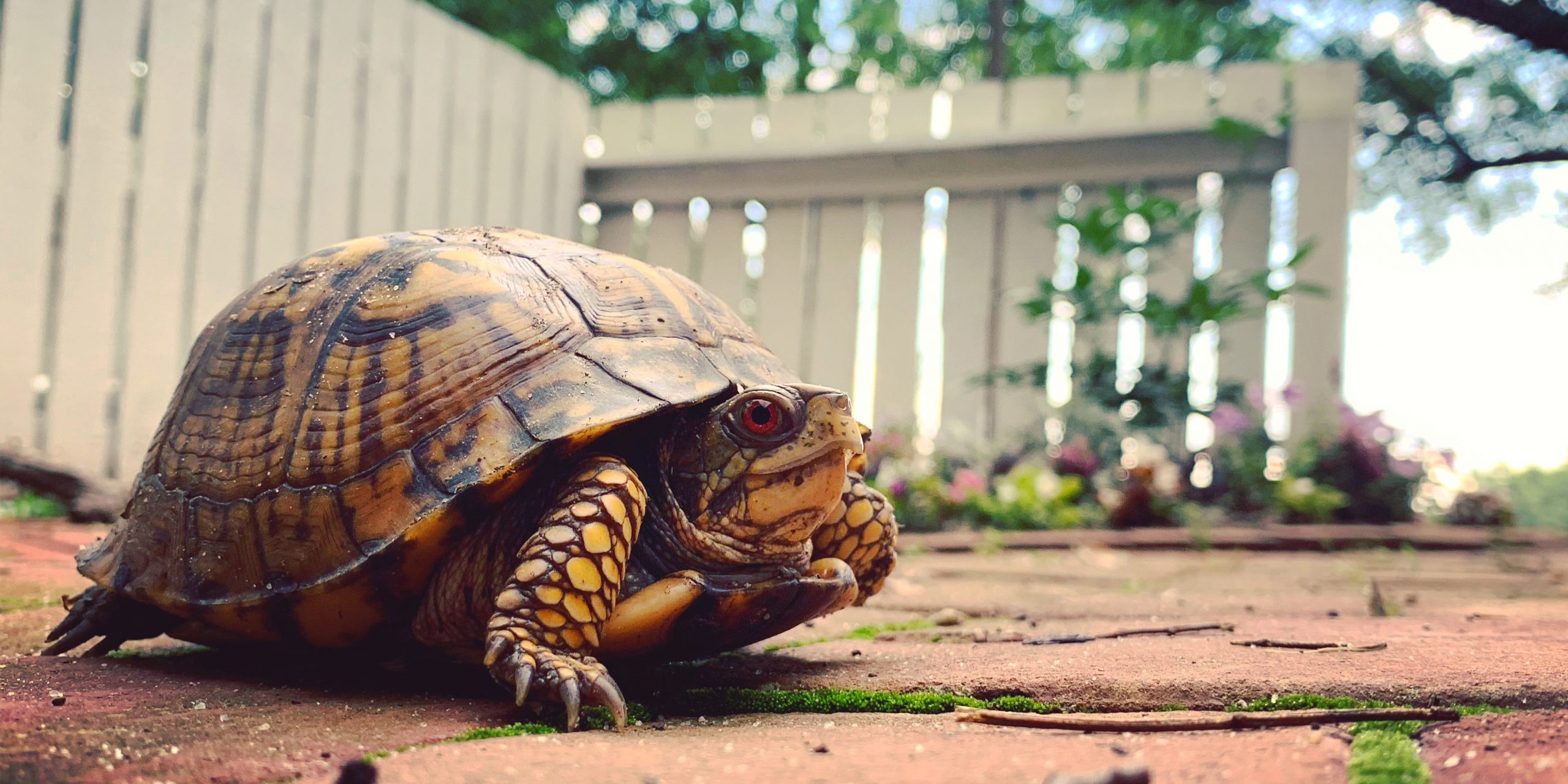 box turtle in garden